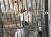 3 year old African grey George