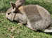 3 baby continental giant rabbits