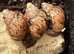 Giant African land snail babies free to a good home.