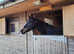 16hh dark bay mare 8yo