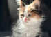 Maine coon cross domestic cat