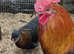 FREE black copper marans/olive egger cockerel