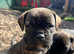 Ready now  old English bulldog only 5 available