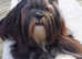 Lhasa Apso for sale