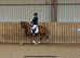 Quality Section C Gelding