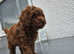 Toy cavapoochon now sold