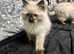 Beautiful Seal Point Ragdoll Kittens 1 boy & 1girl available