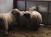Sheep shearing