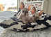 One Cute and sweet Cornish-Rex kitten
