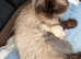 Stunning Persian kittens, Seal Point and Grey Smoke