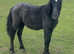 Lovely temperament Welsh X yearling 12.2hh