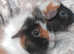 Baby guinea pigs for sale