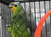 Stunning Baby Orange Wing Amazon Parrot,29