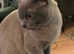 Adorable tonkinese kittens available in Gloucester