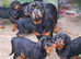 Kc Registered Rottweiler puppies for sale