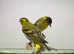 Siskin