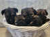 shih tzu cross Cairn puppies