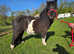 Stunning shetland gelding looking for new home