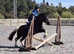 Fun All Rounder Sports Pony for Sale