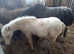 Pally blanket spot pt breed appy x warmblood