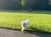 **Reduced **Zuchon bichon x shitzu ****no time wasters please ****