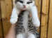 Five beautiful kittens for sale, half Persian