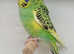Lovely young budgies for sale