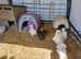 Various Silkies