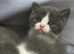 British Shorthair cross Ragdoll kittens vet checked and fully vaccinated