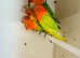 Mutation fishers lovebirds