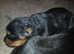 Gorgeous German rottweiler puppies