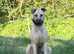 Lurcher pup