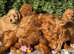 Cavapoo *Licensed* full vaccinated*