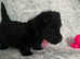 Scottish terrier puppy's