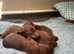 Irish Setter Puppies for sale