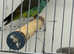 Baby Meyer's parrot Glasgow