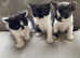 Kittens for sale