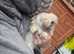 Baby lops for sale