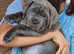 For Sale Neapolitan Mastiff PUPPIES KC REGISTERED
