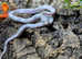 Axanthic Blonde Trans Pecos Rat Snake at Birmingham Reptiles