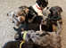 Jack Russel Puppys : Much wenlock : ONLY 3 LEFT
