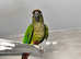 Stunning baby conure parrot