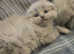 Stunning blue Scottish fold boys