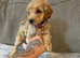 Beautiful cockapoo puppies