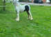 Cob filly.