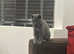 FOR SALE: Beautiful British Shorthair Female