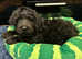 Bernedoodle Puppies - Boy & Girl