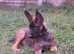 SWATT DOGS Very Dark 4 x Male  3 x Female  Mali Puppy Left