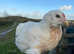 Araucana point of lay pullets for sale