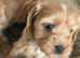 Absolutely gorgeous cockapoo puppies for sale